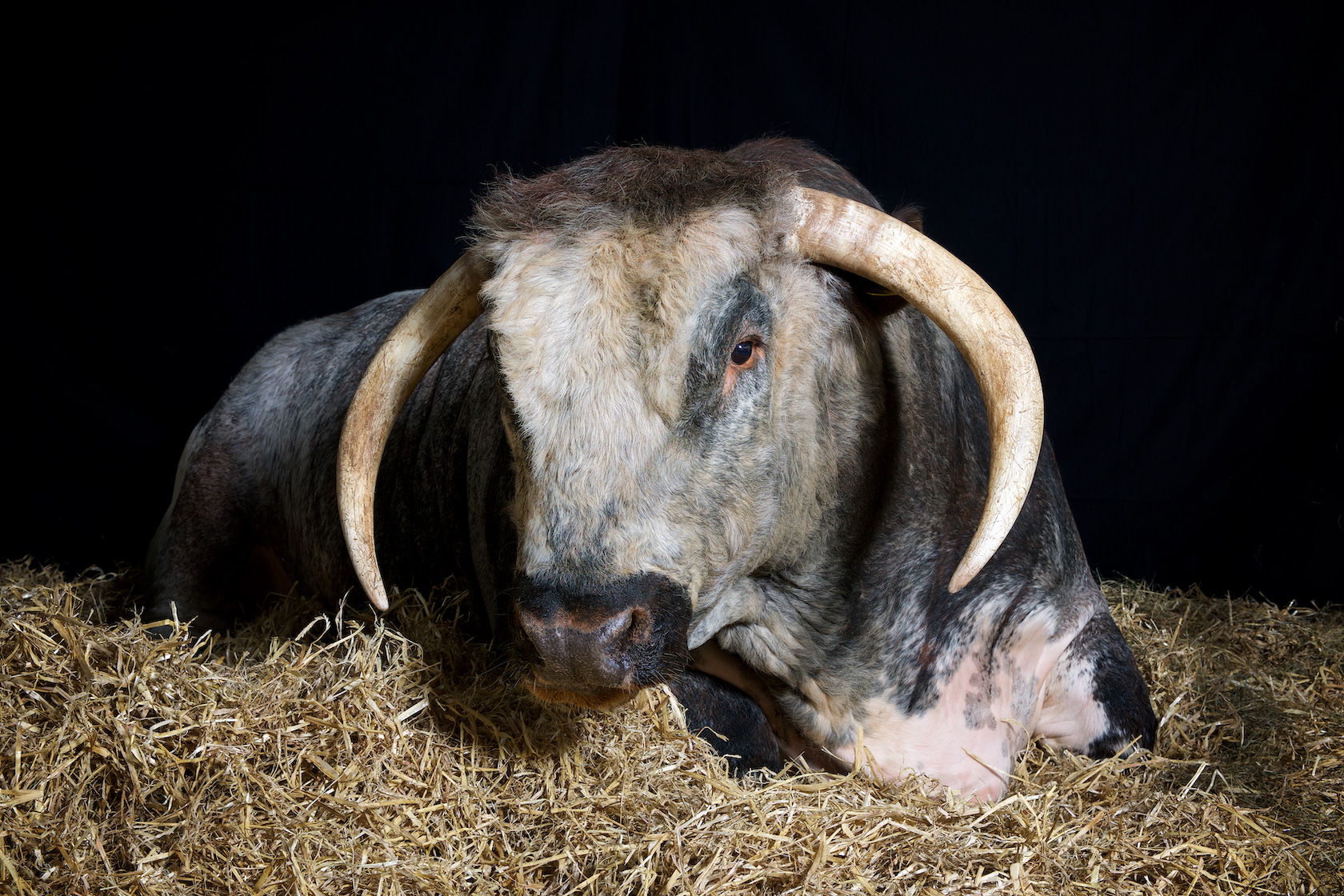 SHDS_DSC2101